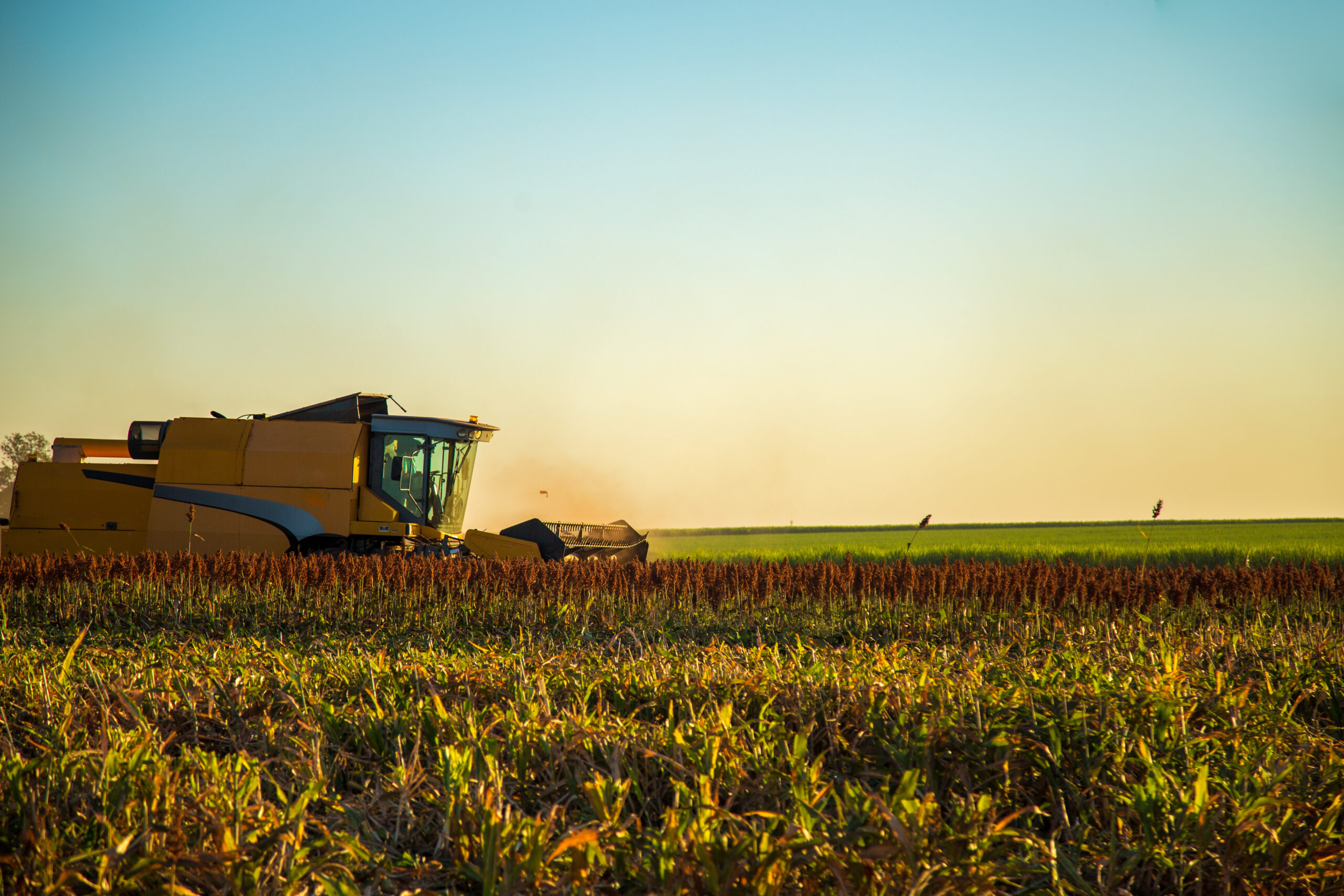 Harvest sorghum planting